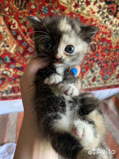 Кошки в добрые руки бесплатно