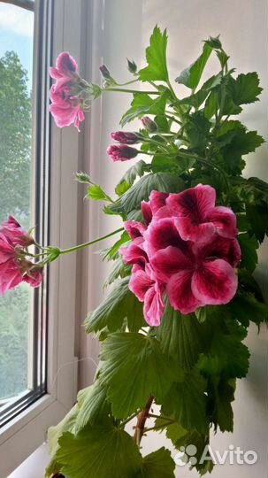 Пеларгония герань королевская пахучая живое дерево
