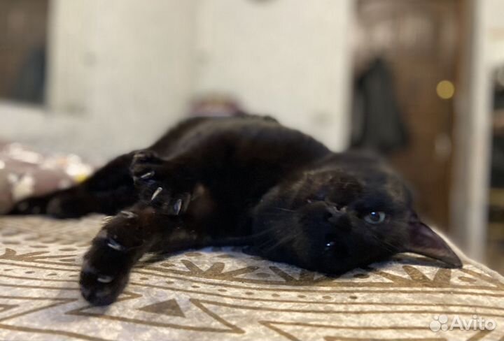 Танцующий Джимми