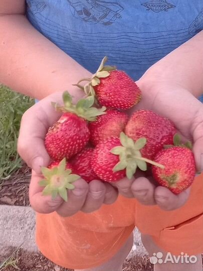 Усы клубники