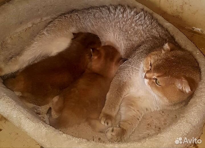 Золотые шиншиллы котята