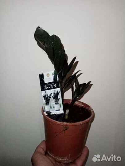 Банан, пальма, замиокулькас чёрный