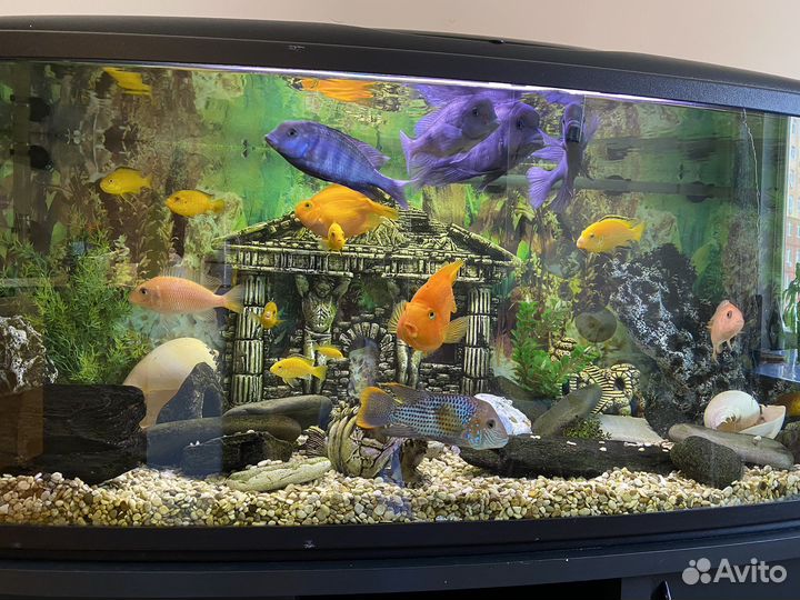 Аквариум