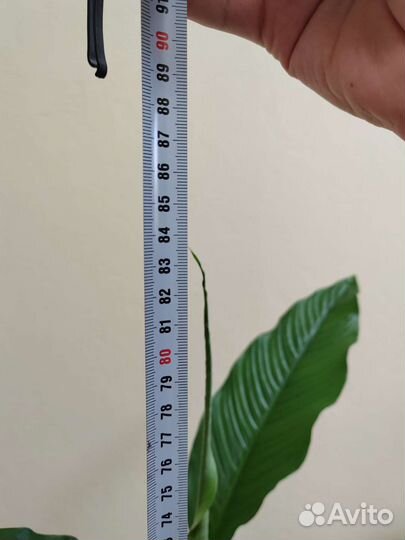 Спатифиллум Гигант 