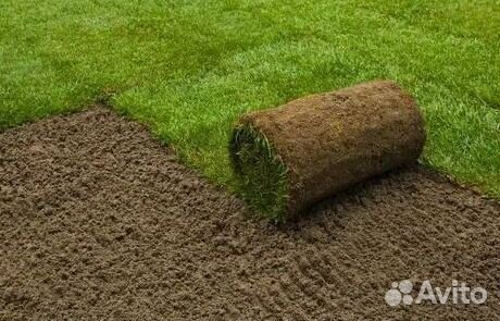 Рулонный газон
