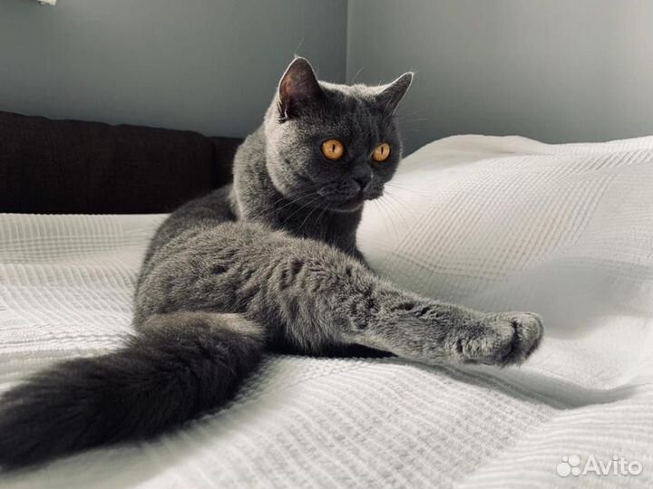 Британская кошка