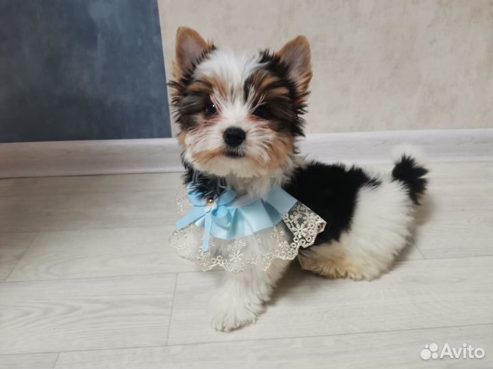 Мальчик бивер