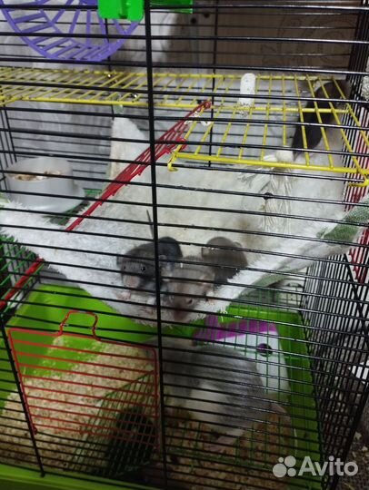 Крыски, Дамбо