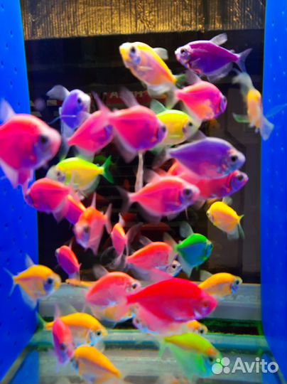 Продавец-консультант зоотоваров