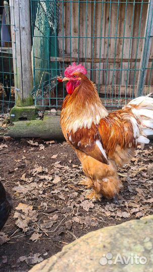 Петух кохинхин