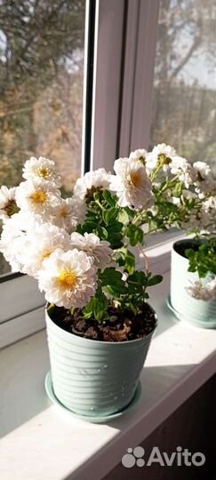 Хризонтема