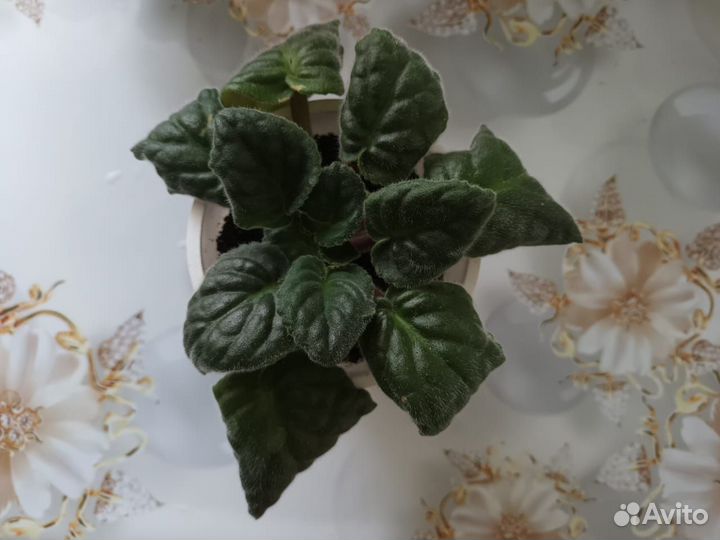 Фиалка розовая