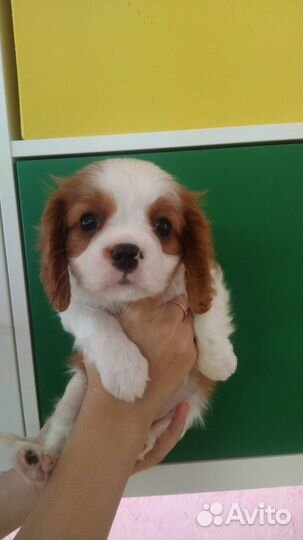 Малыш спаниелька ккчс