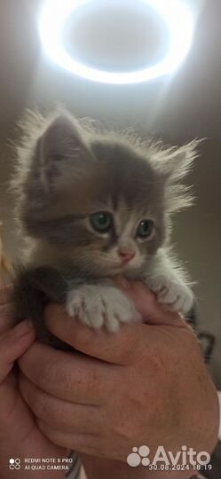 Отдам кота в добрые руки