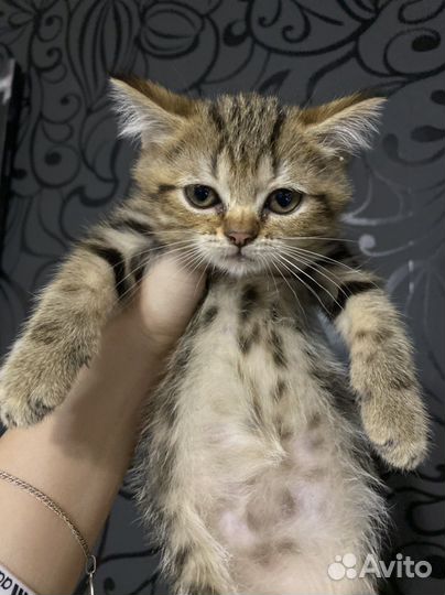 Шотландский мраморный котик