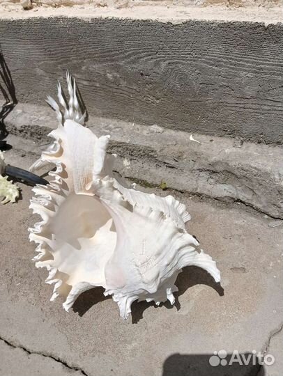 Коралл балянус