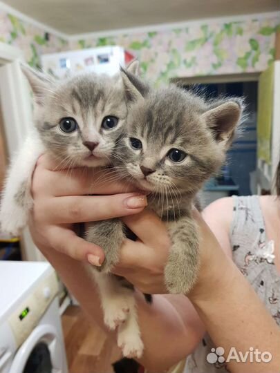 Котики бесплатно в добрые руки