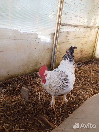 Молодые петушки