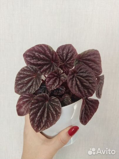 Пеперомия и другие