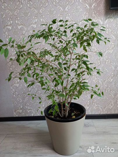 Фикус бенджамина большой