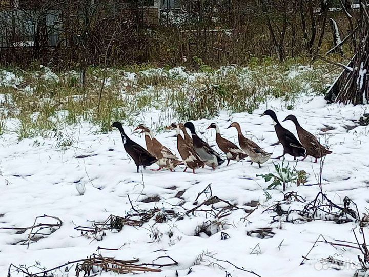 Утки (Индийские бегуны)