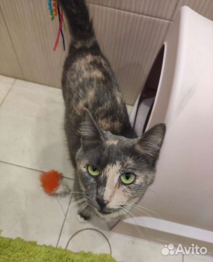 Глубо-кремовая зеленоглазая кошечка Соня