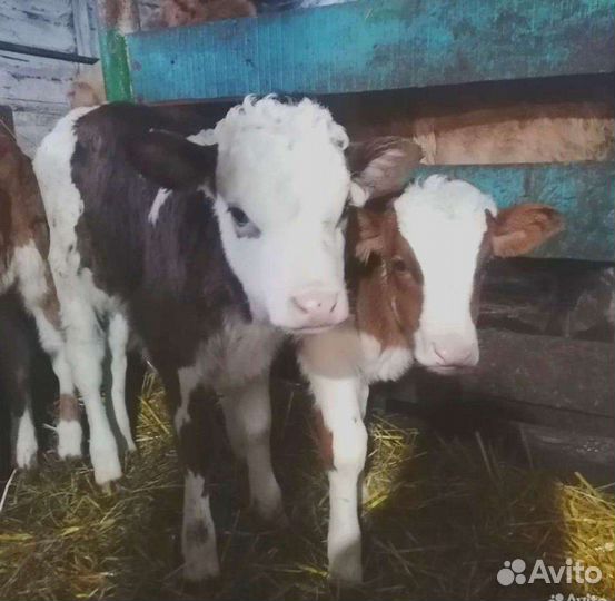 Б телки бычки разных пород