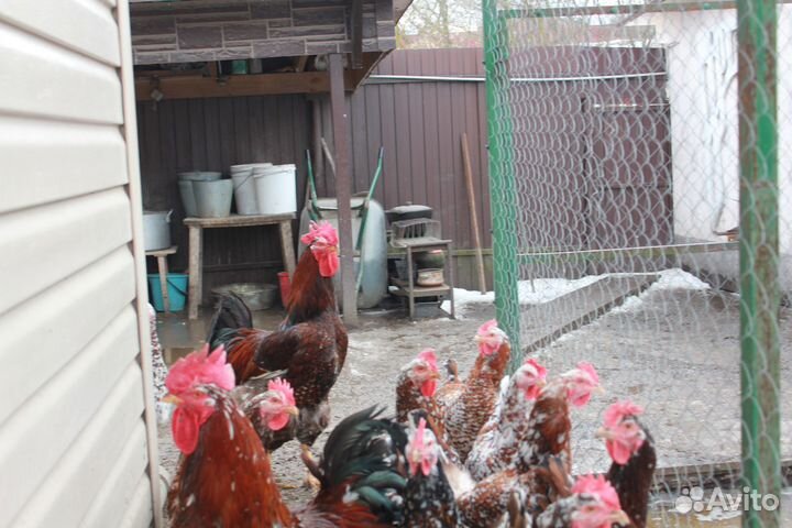 Предлагаю с 9 марта инкубационное яйцо