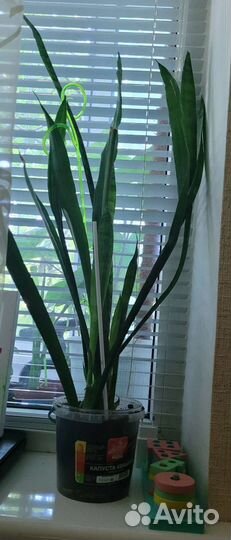 Сингониум,тёщин язык зеленый