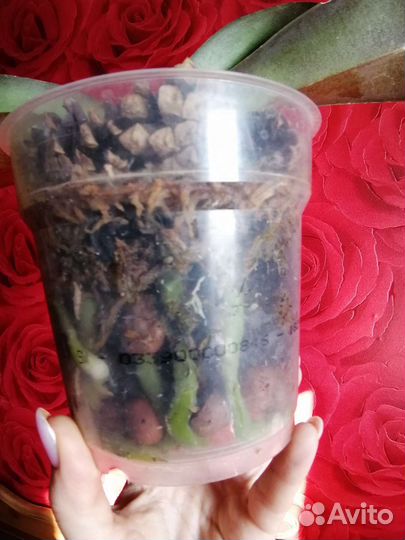 Орхидея фаленопсис биг лип