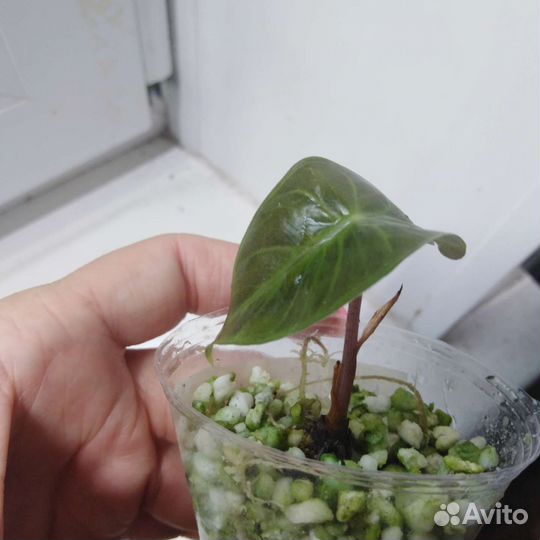 Комнатные растения, цветы разные