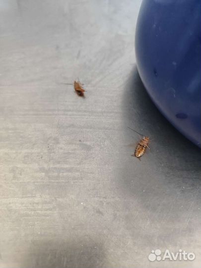 Уничтожение тараканов и клопов от 