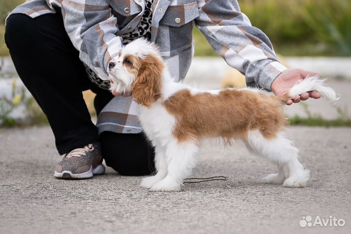 Мальчик ккчс