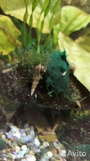 Аквариумные улитки мелании