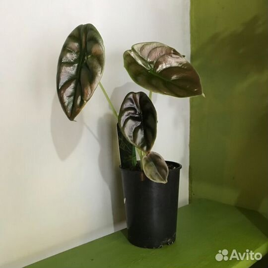 Алоказия ред сикрет