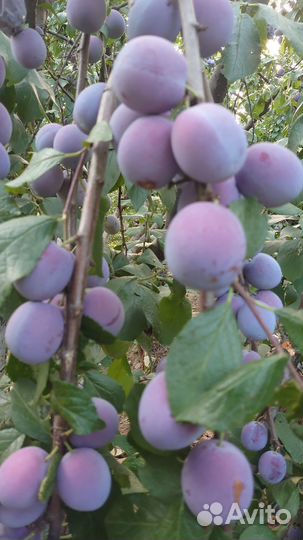 Яблоки зимние