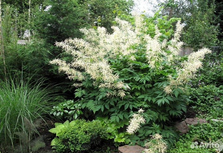 Многолетние садовые цветы