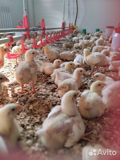 Цыплята бройлеры суточные