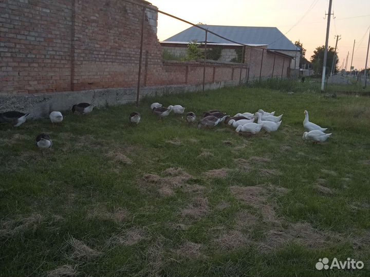 Гусь