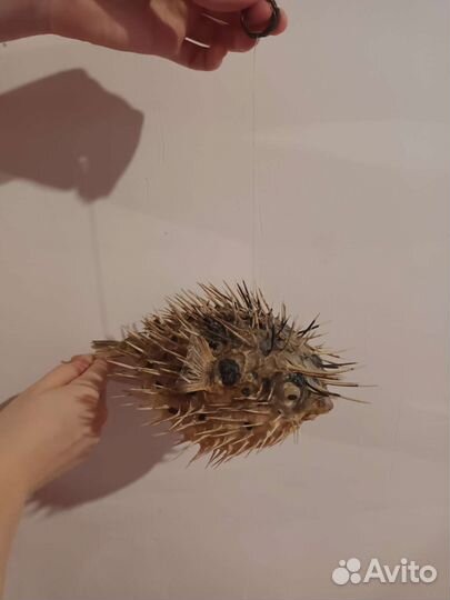 Морской ёж сувенир