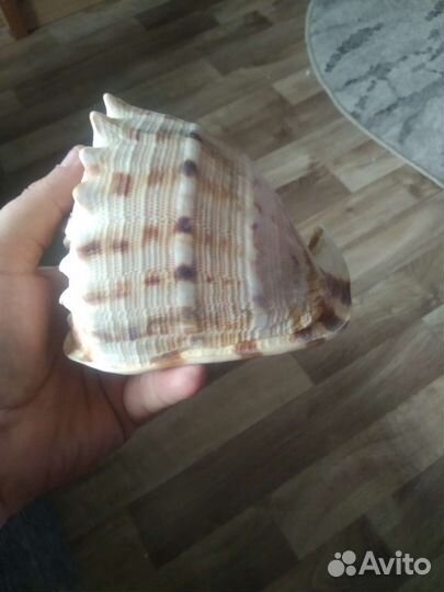 Ракушка морская большая