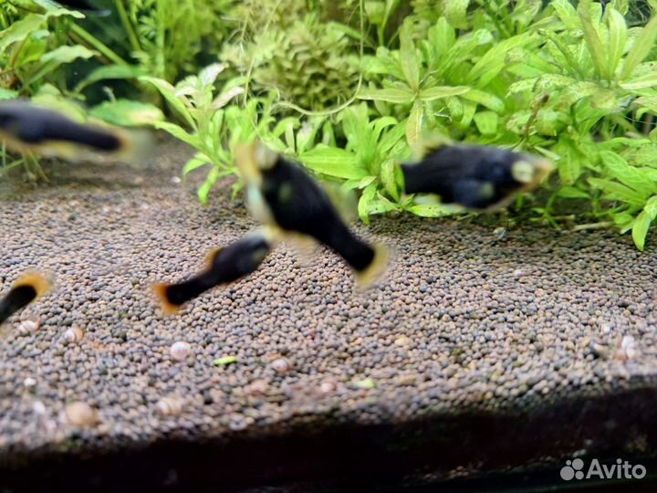 Набор рыбок