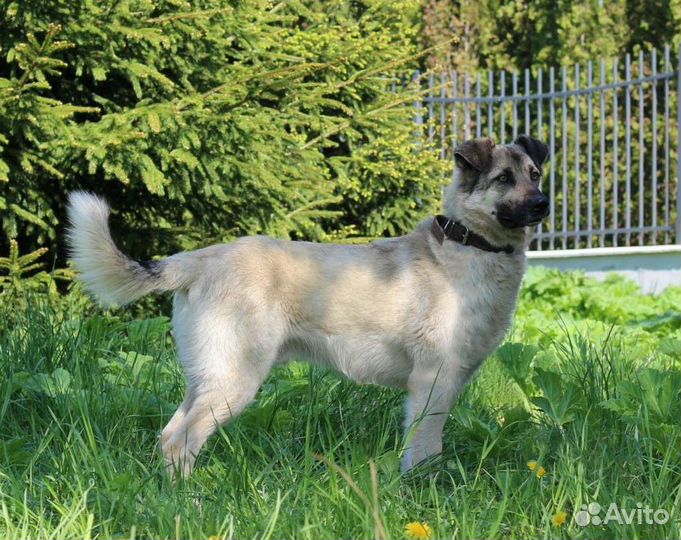 Отдам собаку в добрые руки