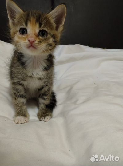 Котята в добрые руки бесплатно