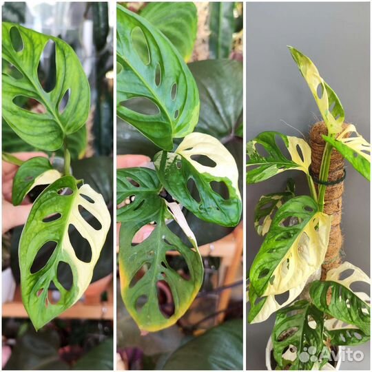 Комнатные растения ч. 5