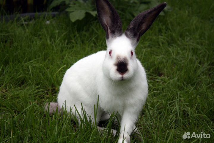 Продаются кролики