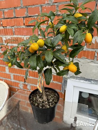 Деревце кумквата Маргарита с плодиками
