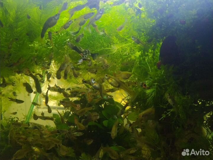 Аквариумные рыбки гуппи