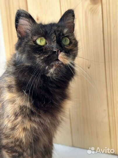 Кошки в добрые руки