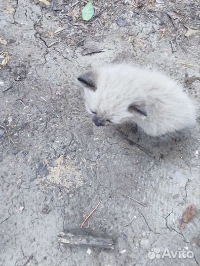 Отдадим котят в добрые руки